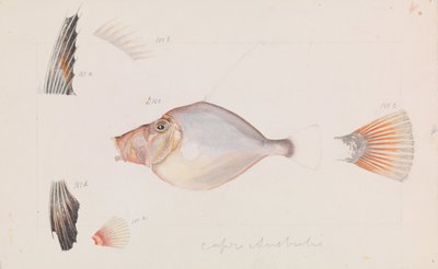 Silver Dory, Cyttus australis by Arthur Bartholomew
